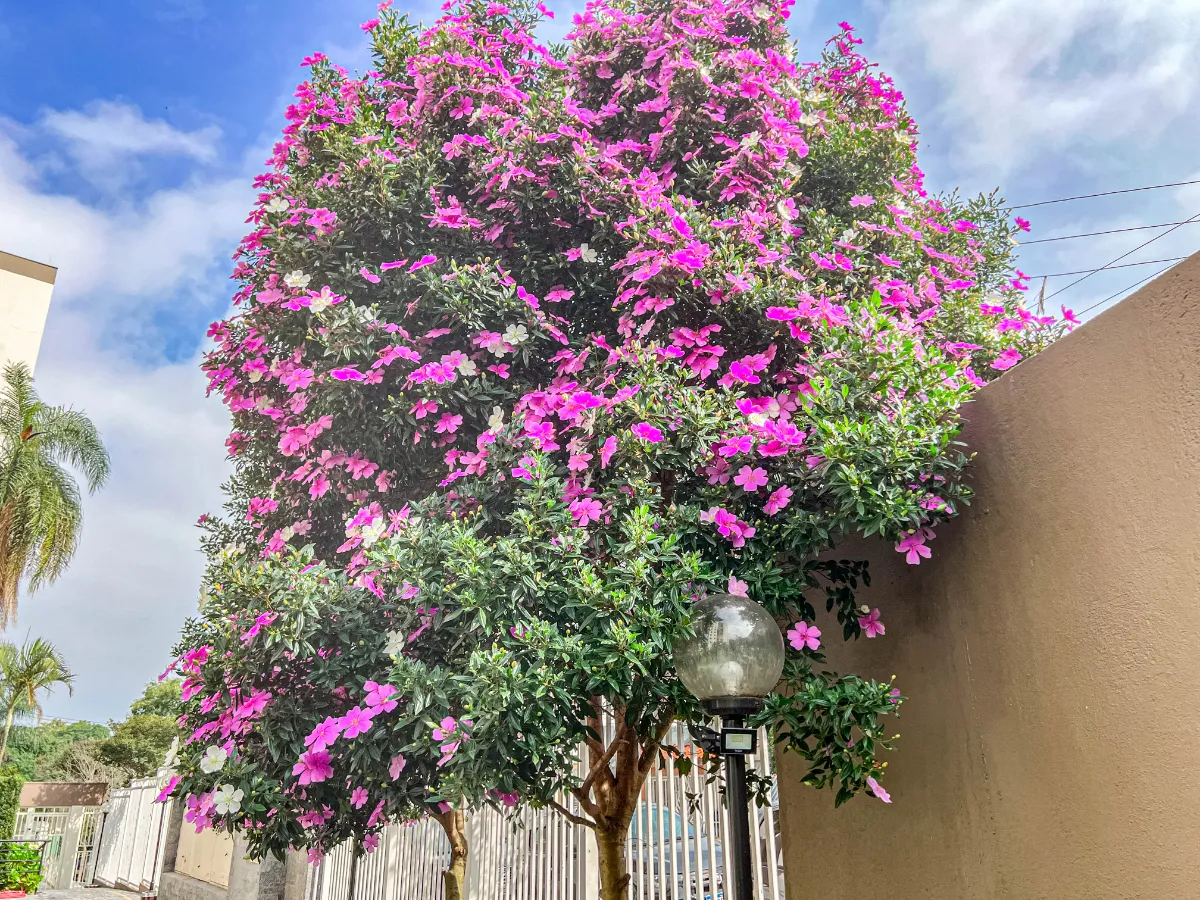 Portal Santa Inêz - 21