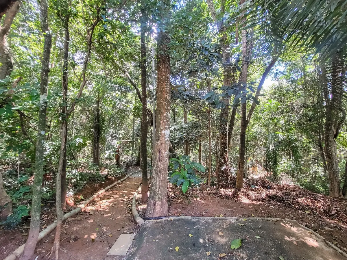 BOSQUE DO JARAGUÁ - 11